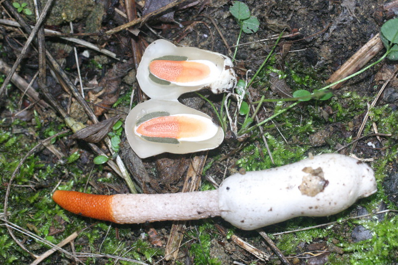 1� ritrovamento di Mutinus caninus